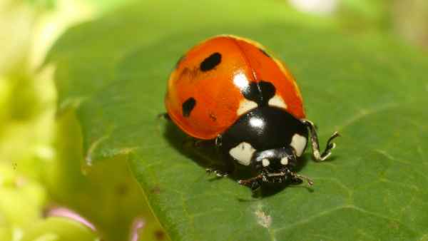 Чем отличается членистоногие от многоклеточных? Чем отличается членистоногие от многоклеточных?